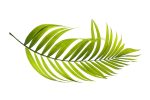 palm, leaf, green-4211167.jpg